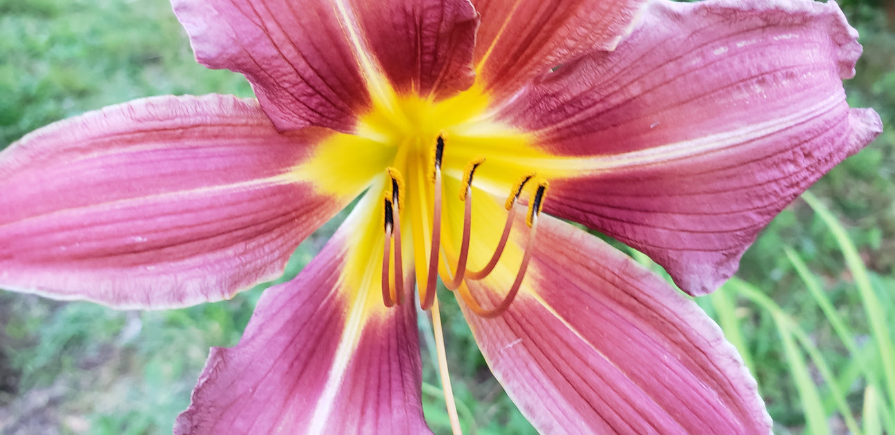 Canada Day weekend hours — Crafty Capers Rubber Stamps & Scrapbooking