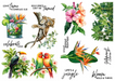 Spellbinders Life's A Jungle Rub Ons