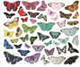 Simple Stories Simply Vintage Essentials Color Palette Butterfly Bits